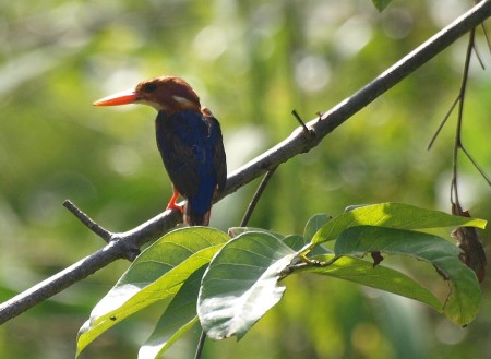 Pigmy Kingfisher Brufoot Gambia.